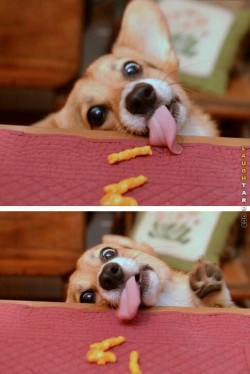 dank-doggos:  Me when I’m trying to sneak eat someone else’s