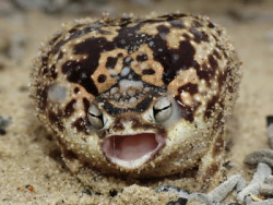   greasybeast:  important pictures of angry frogs   