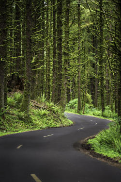 snorl-x:  Rainforest Road 