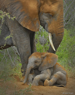 funnywildlife:  Elephant calf taking a dust bath by Martin_Heigan