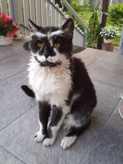 potato-kumi:  my cat finally looks like the 20-year-old geezer