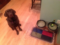 usingtimewisely:  usingtimewisely:  My dog turns three in one