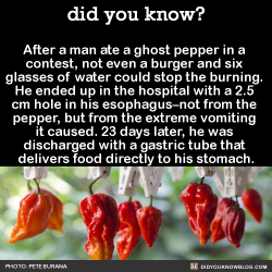 did-you-kno:  After a man ate a ghost pepper in a  contest, not