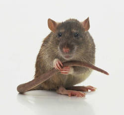 neurosciencestuff:  Rats show regret, a cognitive behavior once
