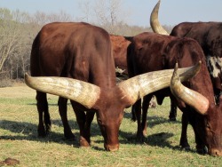 rhaalia:  wapiti3:    The Ankole-Watusi, also known as Ankole