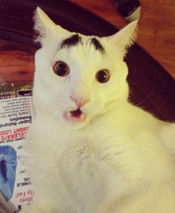 lulz-time:  Sam the Cat with Eyebrows and a Permanent Worried