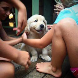 cutepuppyoftheday:  Today’s Cute Puppy