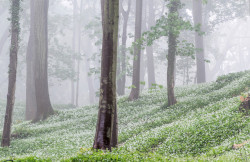 magic-spelldust:   Ramsons in a Misty Wood by   	David Dean 