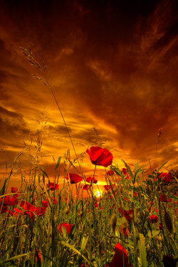 tulipnight:  Poppies and Sunset by Riccardo Lubrano 