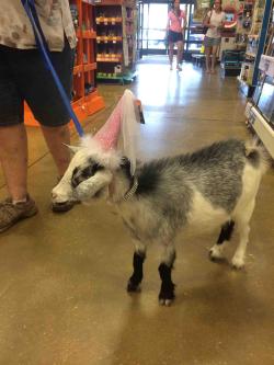 awwww-cute:  Saw a goat in a princess hat at Petsmart today 
