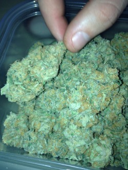 o-holy-weed:  pwetty blue dream c: