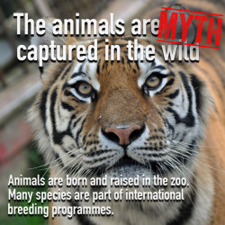 lovedrugsandfanfic: coffeeandufos:  cephalopodvictorious:  useless-zoofacts: