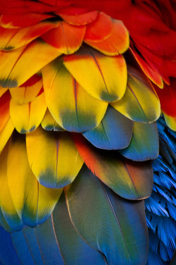 l-eth-e:  Scalet Macaw Feather (by Chris Jimenez)