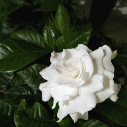 avonp:  Perfume de gardenias _ #may #flower #gardenia #garden