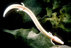 jaidefinichon:   Oligofrénicos, os presento al Olm Blanco (Proteus
