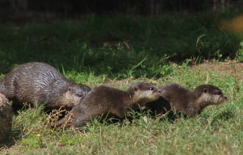 zooborns:  Long-awaited Otter Pups Born at Taronga Zoo  Keepers at Australia’s Taronga Zoo are thrilled with the birth of two male Oriental Small-clawed Otter pups on January 24.  Learn more at Zooborns. 