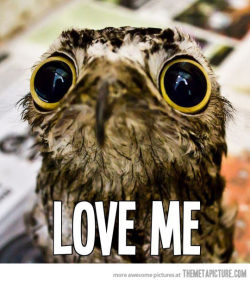 the-silent-rain:  Sooo Here, have some owls (ovo) 