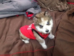 cuteanimalspics:  My sister’s husky as a pup :3 (Source:…