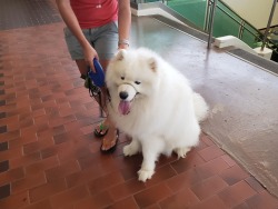 Met a big, friendly, and fluffy boy today. His name was Coco(drpsyche)that