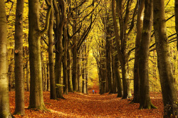 definitelydope:  The Colors of Autumn (by buteijn)