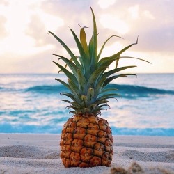 storyofthislife:  pineapple 