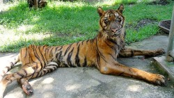 Petitioning Dr. Susilo Bambang Yudhoyono  Close Surabaya Zoo