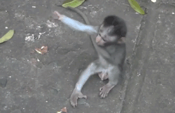 thebabyanimals:  beautiful blog full of baby animals!