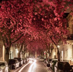 love:  Cherry Blossom Tunnel in Bonn, Germany by Nils Meyersick