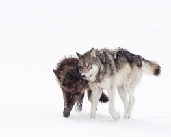 sisterofthewolves:  Lamar Canyon yearlings by Eilish Palmer 