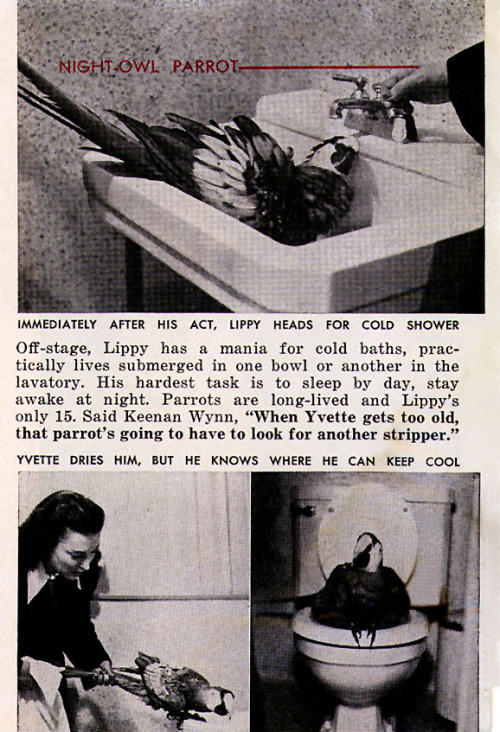 NIGHT-OWL PARROT  Fine-feathered Burlesk performer “Lippy Einstein” is profiled in the September ‘52 issue of 'PEOPLE TODAY’.. Dancer Yvette Dare purchased this large red Macaw for ุ.. And then patiently trained it to fly (on