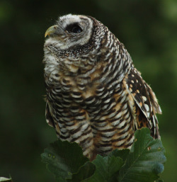 natural-magics:    Dibley the Rufous-legged Owl by phillipbonsai