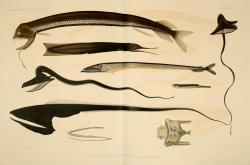 transoptic:  Erich Zugmayer, Planche IV, Dragonfish of the family