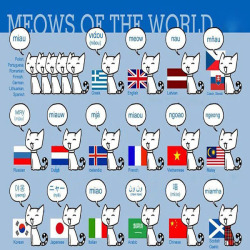 Meows of the World