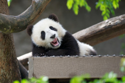 giantpandaphotos:  Xiao Liwu at the San Diego Zoo, California,