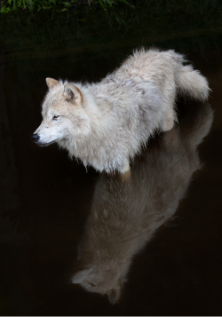 sisterofthewolves:  Picture by Jim Cumming