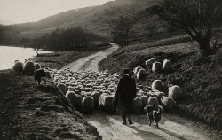 natgeofound:  A man herds sheep with the help of his collies
