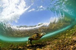 nubbsgalore:  endangered hawaiian green sea turtle (or honu in