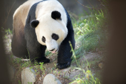 giantpandaphotos:  Yun Zi at the San Diego Zoo, California, on