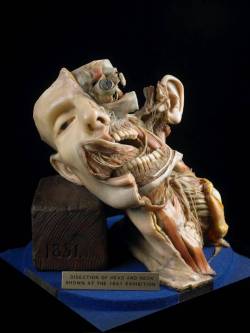 inkfromtheoctopus:  Wax model of the dissection of the head
