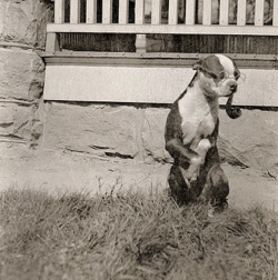 Dog smoking a pipe.