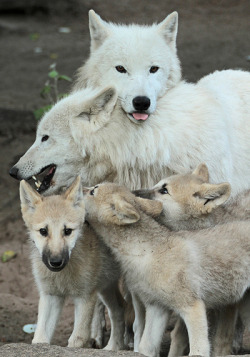 wolveswolves:Hudson bay wolves (Canis lupus hudsonicus) by joke
