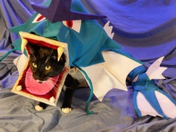 cat-cosplay:  cat-cosplay:  Gyarados used BLEP!  But nothing