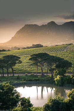 travelgurus:    Dawn breaks in Constantia, the Cape wine-lands,
