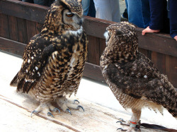 daily-owls:  By MShades 