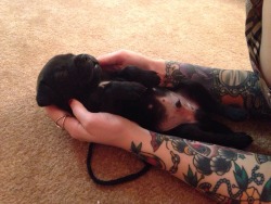 awwww-cute:  So I got my first puppy (Source: http://ift.tt/1EVPnT5)