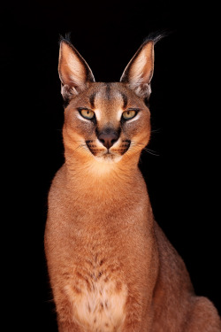 katimus:  for-redheads:  Ginger Animal of the Week Caracal /