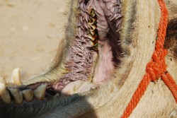 Camels have awesome mouths
