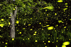 fer1972:  Fireflies: Time Lapse Photography by Vincent Brady