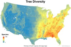 bartlebyshop: hamiltonianflow:  mapsontheweb: Diversity of tree