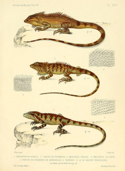 ooksaidthelibrarian:  n250_w1150 by BioDivLibrary on Flickr.